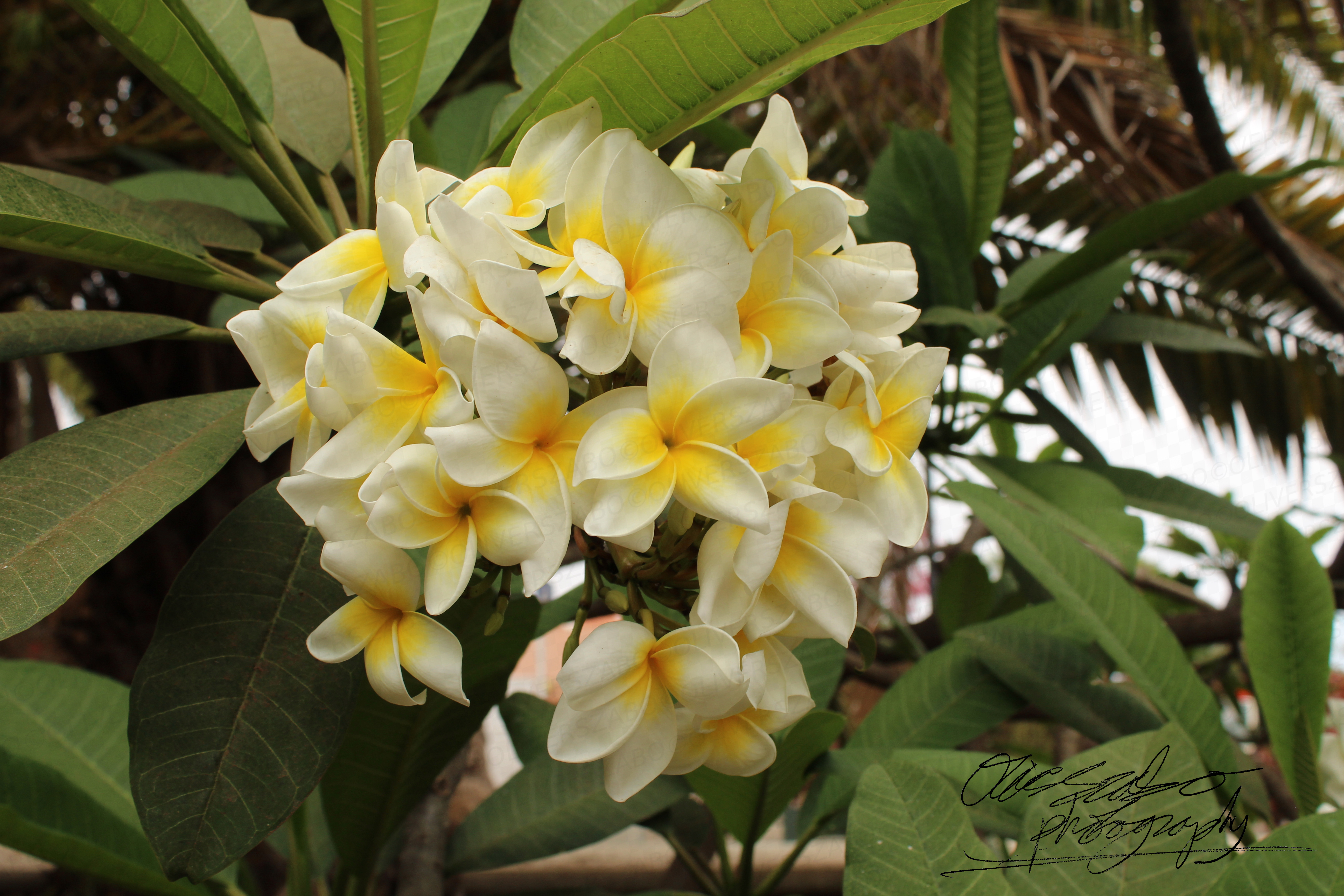 Beautiful Flowering Tree